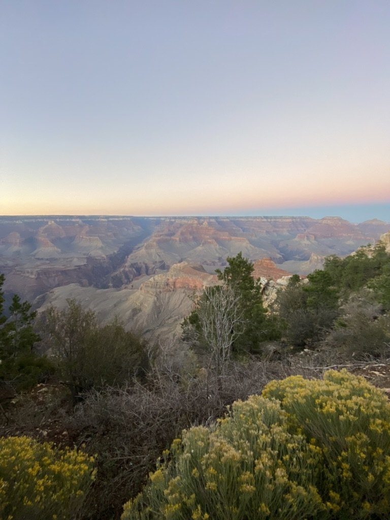 The Grand Canyon under a pale sky, layered buttes below and rabbitbrush in bloom in the foreground.